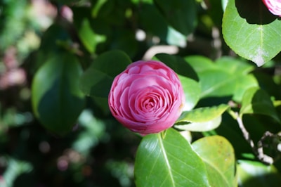 A vibrant pink camellia flower in full bloom is surrounded by lush green leaves. Sunlight filters through the foliage, casting dappled shadows and highlighting the delicate petals and glossy leaves.