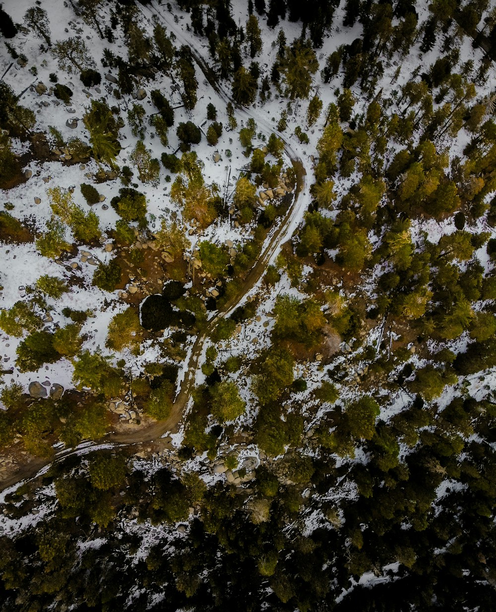 a close up of a tree