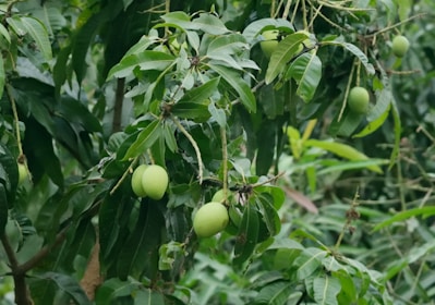 Close-up of ripe mangoes hanging heavy on the tree branches.