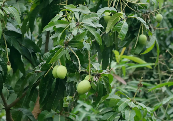 A close-up of ripe mangoes hanging on a lush tropical tree under a bright blue sky.