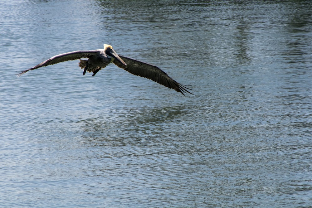 a bird flying over water