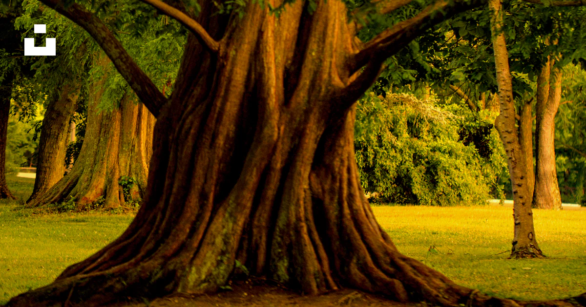 Foto Un árbol con muchas ramas – Imagen Naturaleza gratis en Unsplash