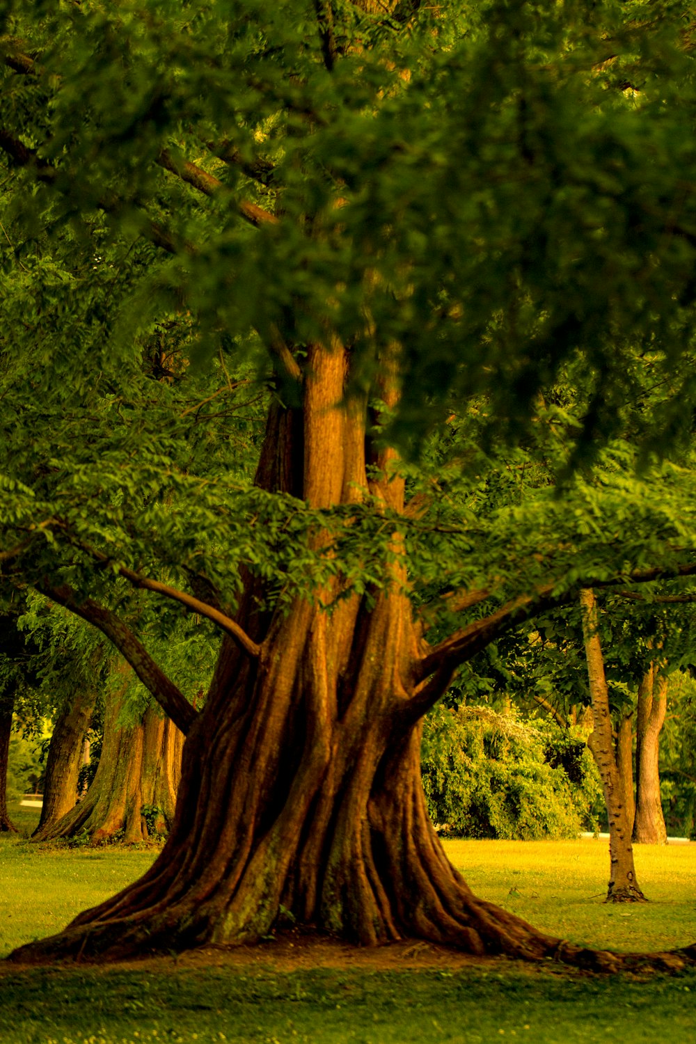 a tree with many branches