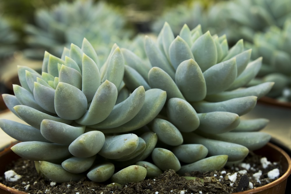 a close up of a cactus