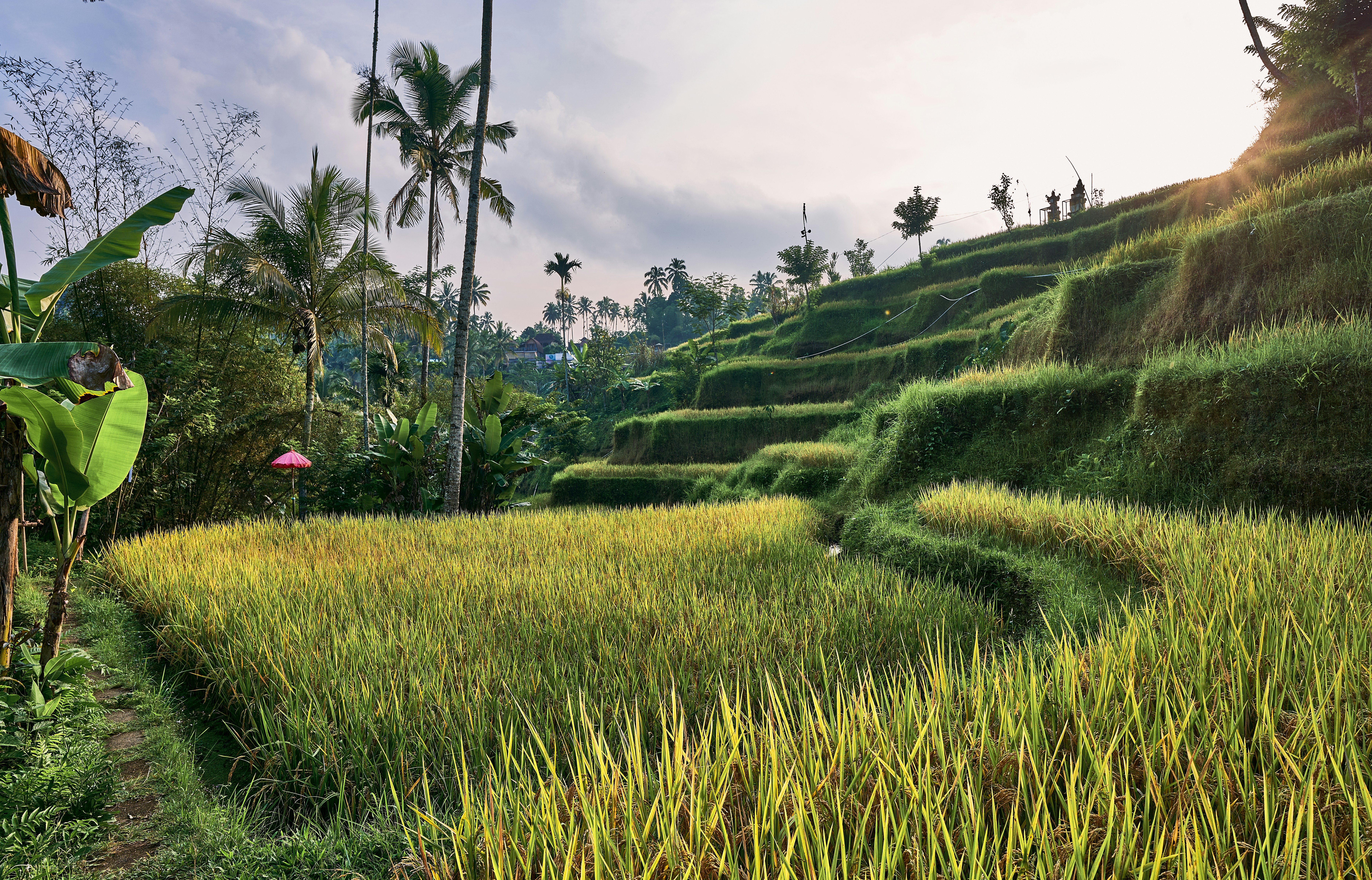 a grassy hill with trees and plants