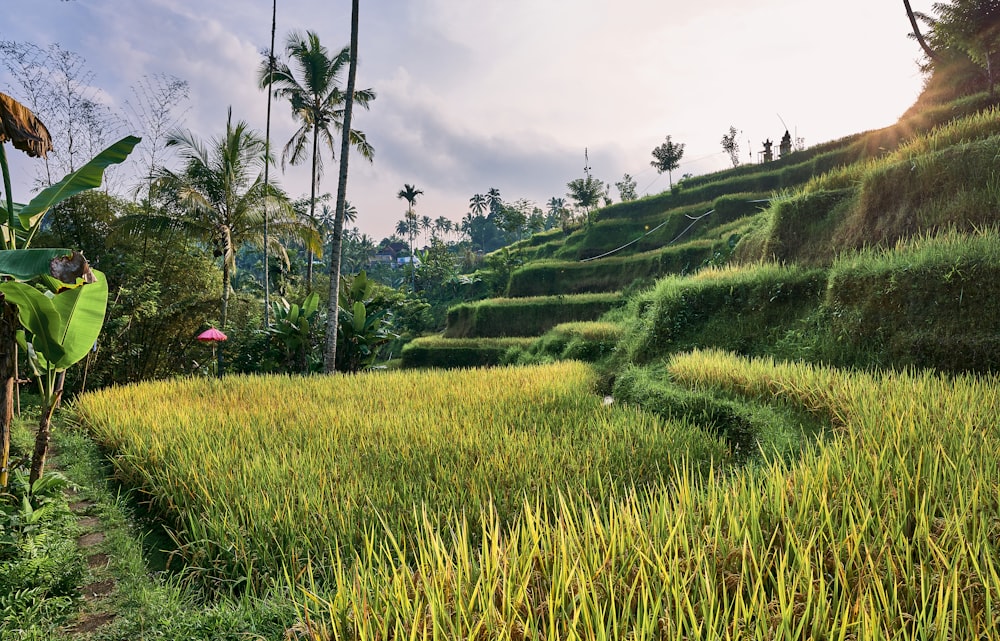 a grassy hill with trees and plants