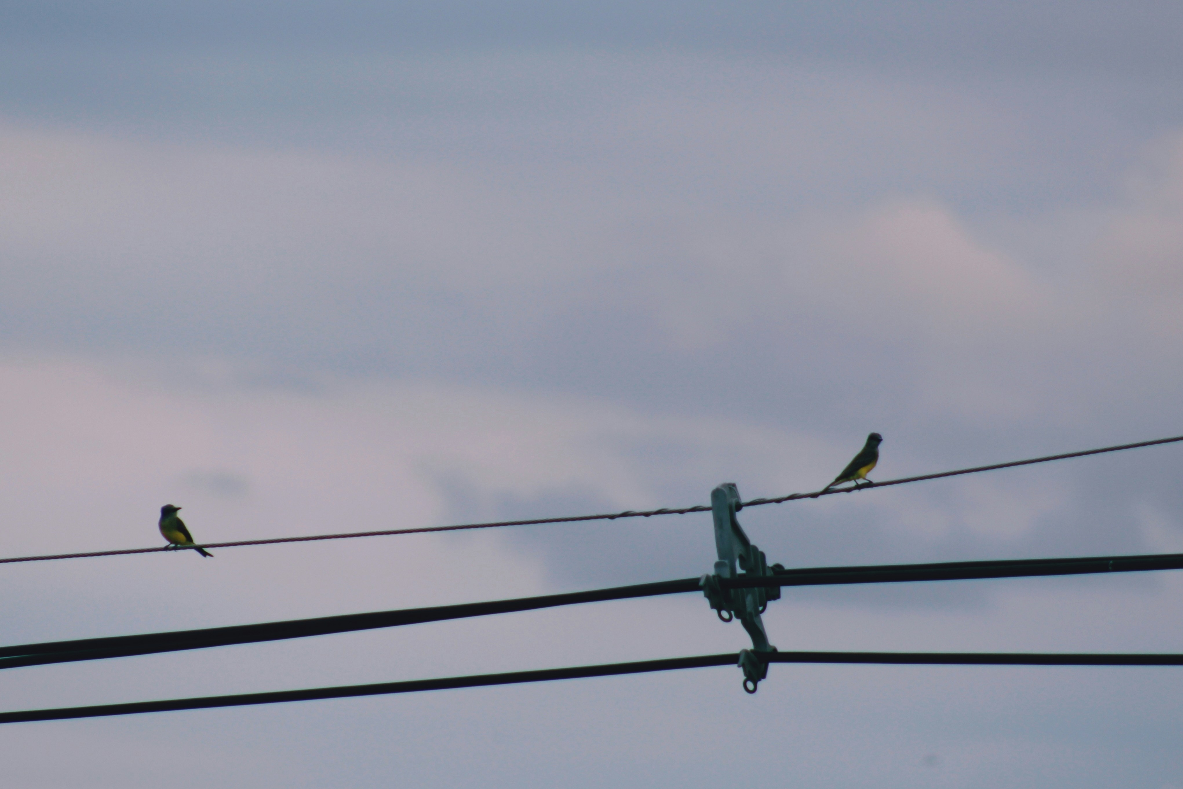 Vögel, die auf Stromleitungen sitzen
