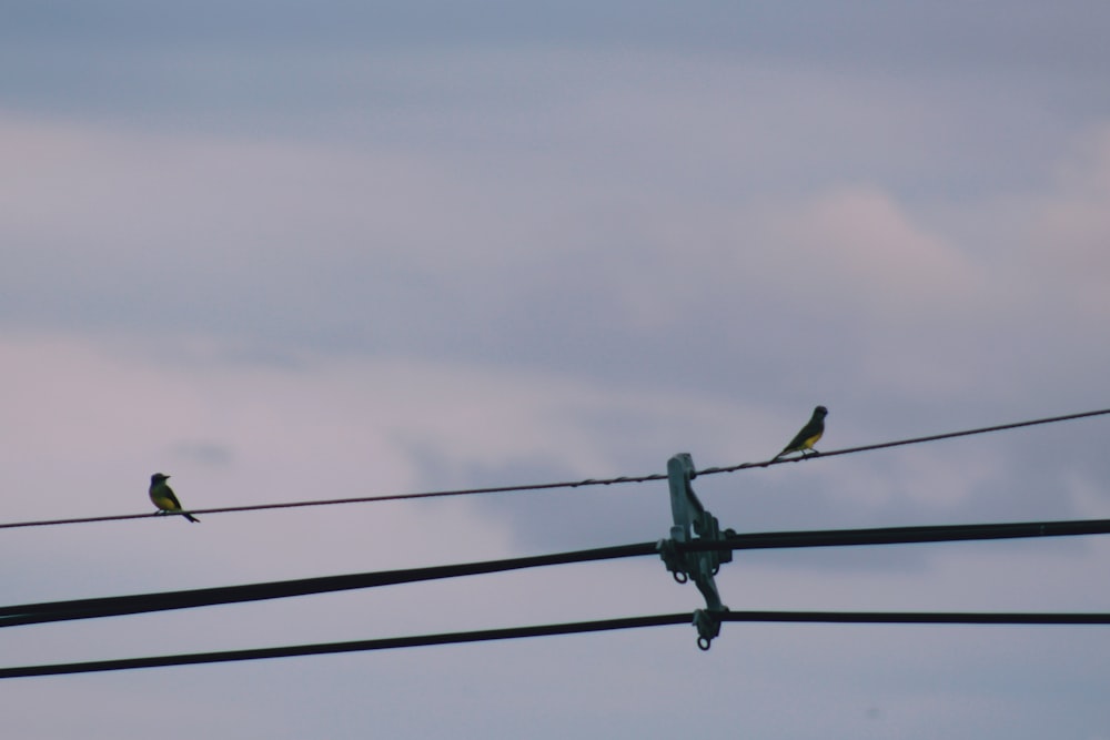 birds sitting on power lines