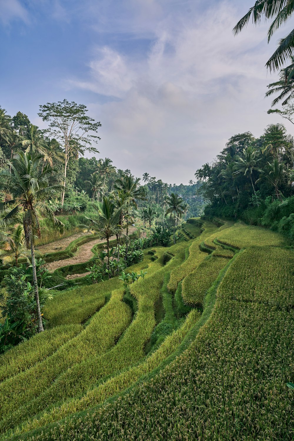 a grassy hill with trees on it