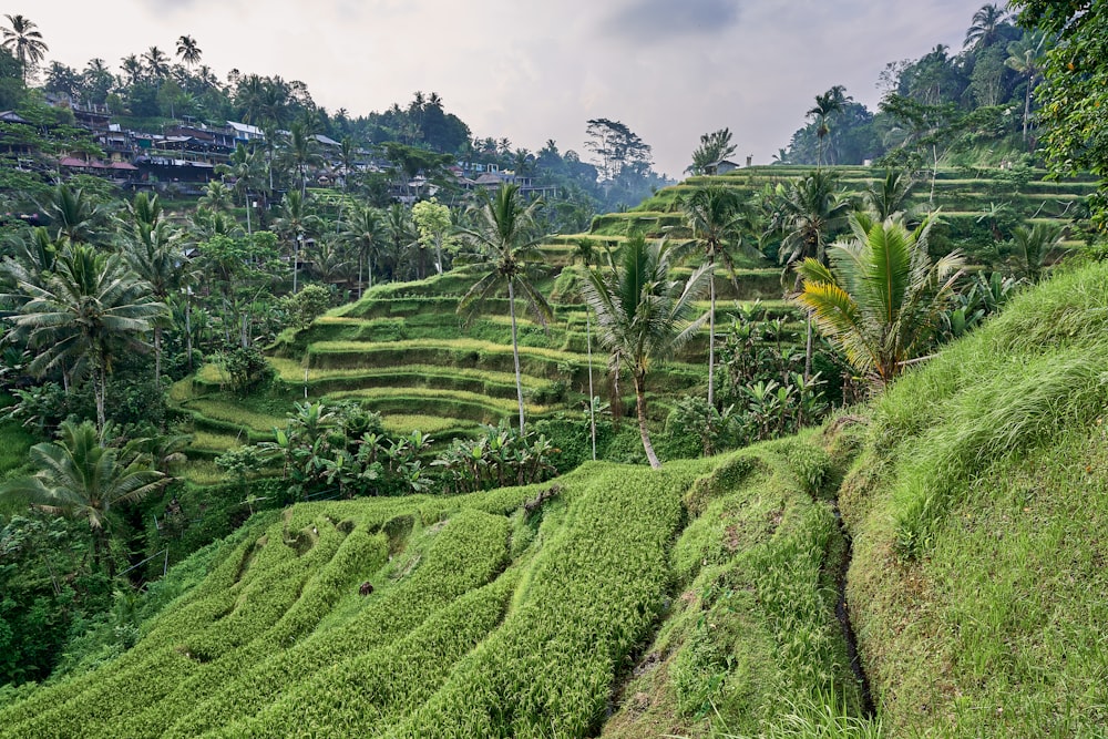 a green hilly landscape