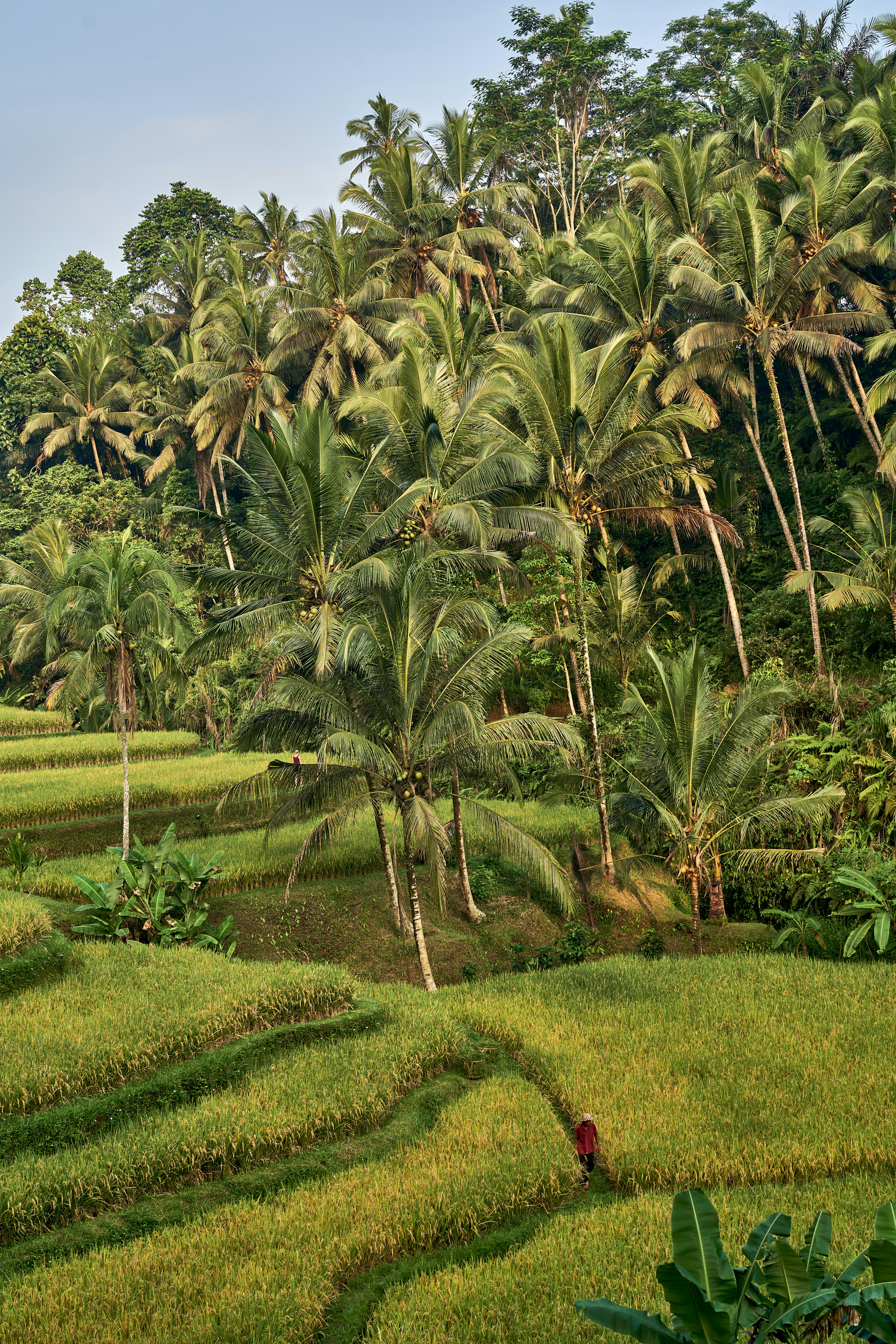 a person walking in a field of palm trees