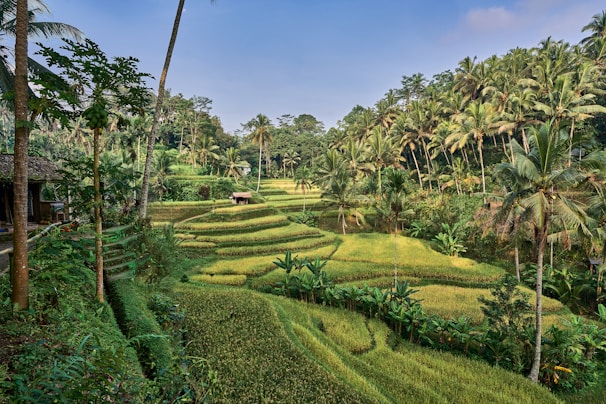 a green field with trees