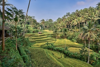 a green field with trees