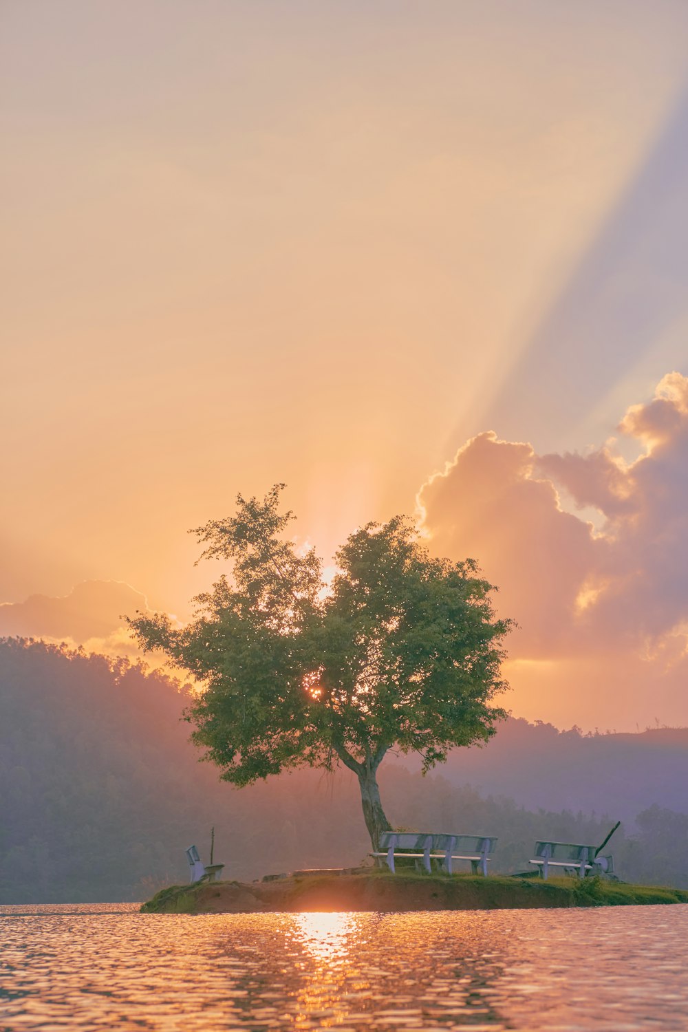 a tree next to a body of water