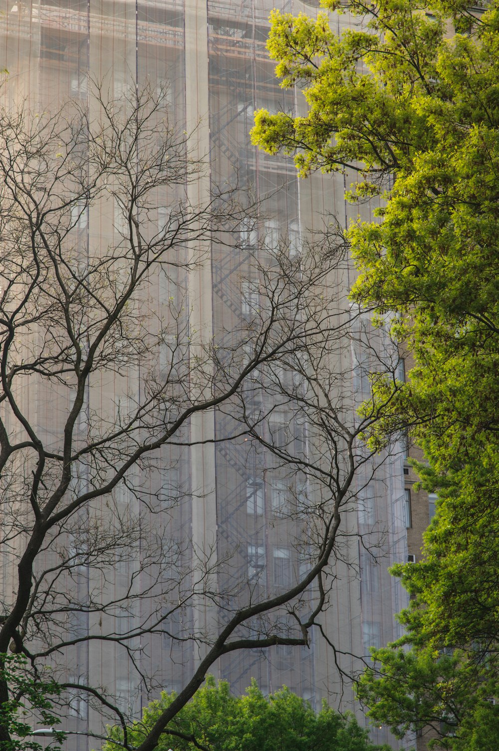 a group of trees next to a building