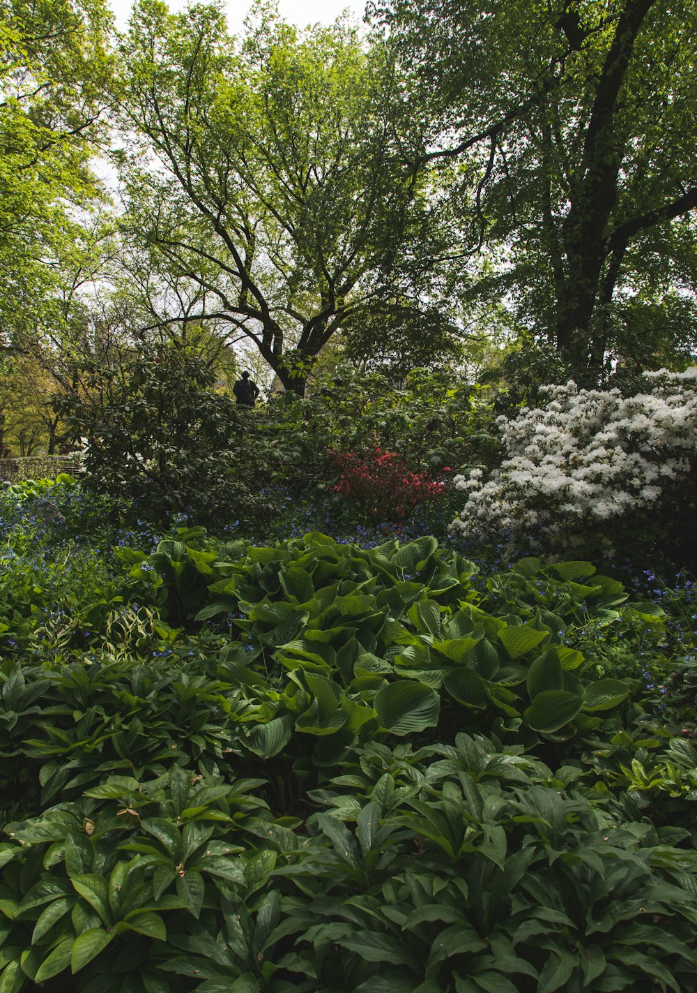 a garden with trees and plants