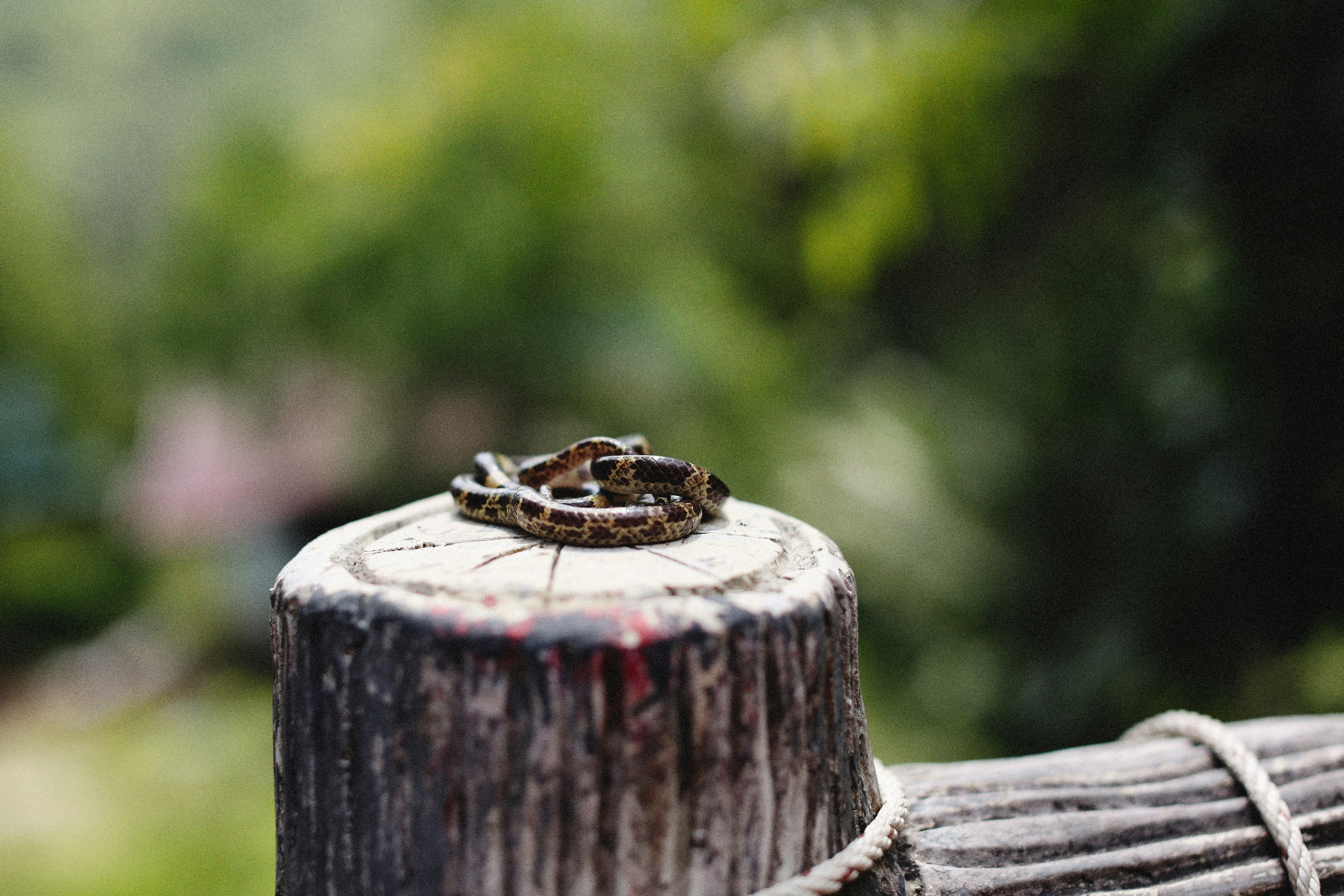 Photo by alexeydemidov