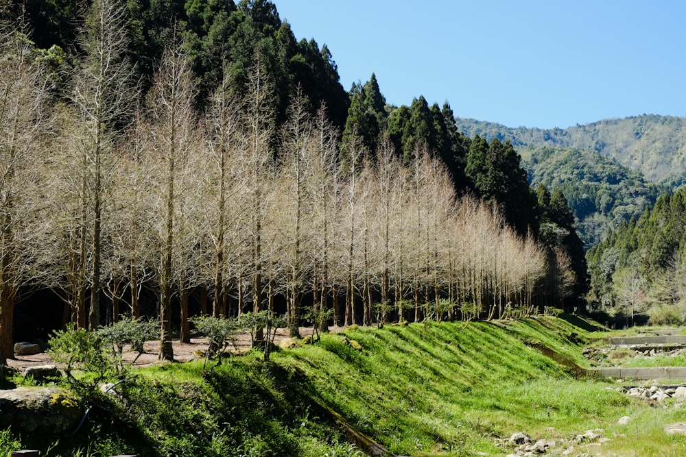 a green valley with trees and mountains in the background