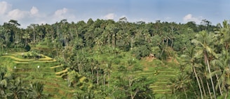 a green field with trees