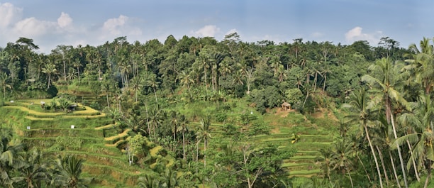 a green field with trees