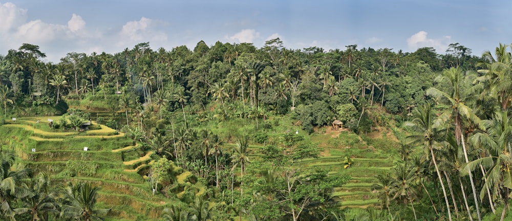 a green field with trees