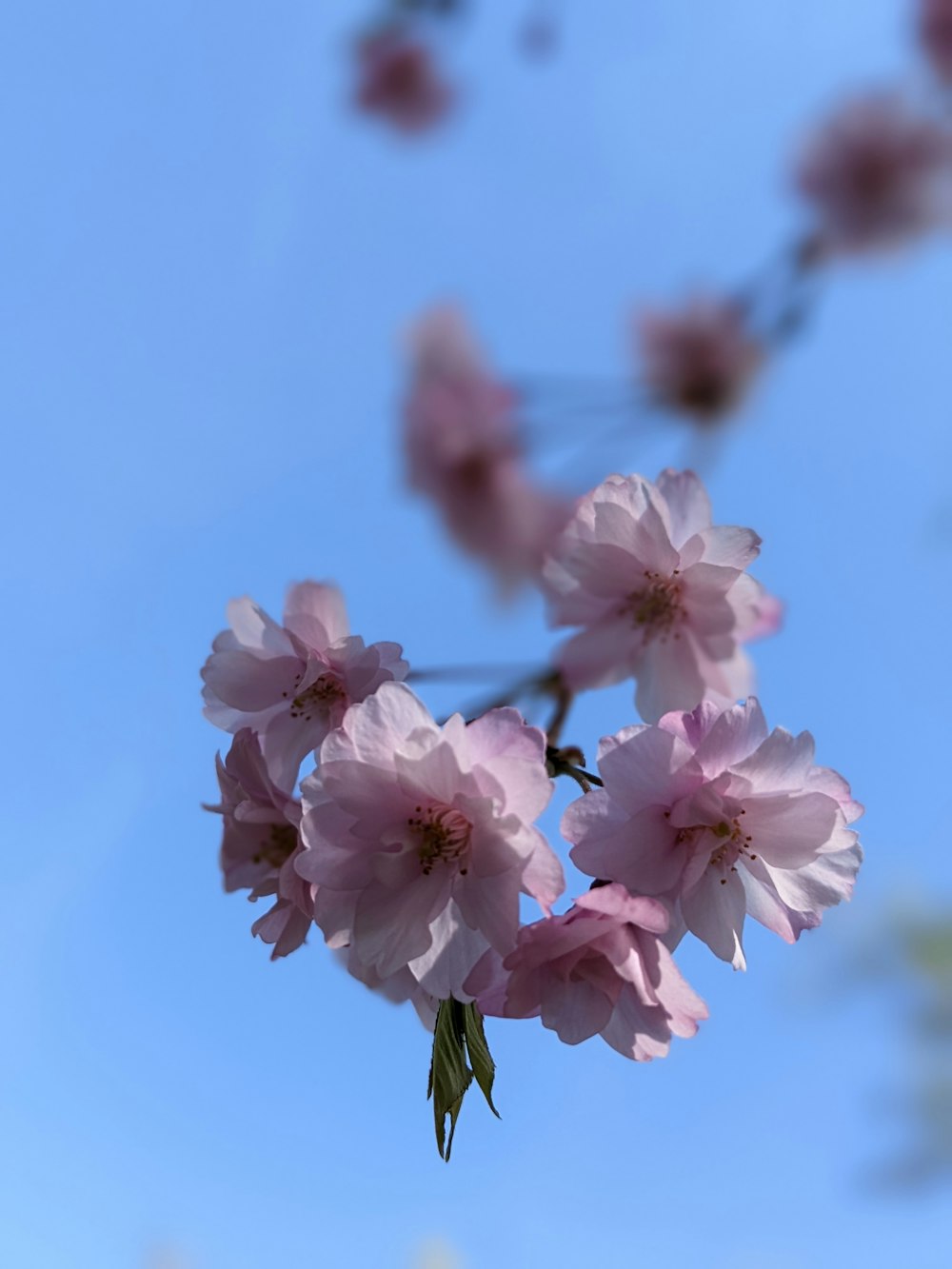 a close up of flowers