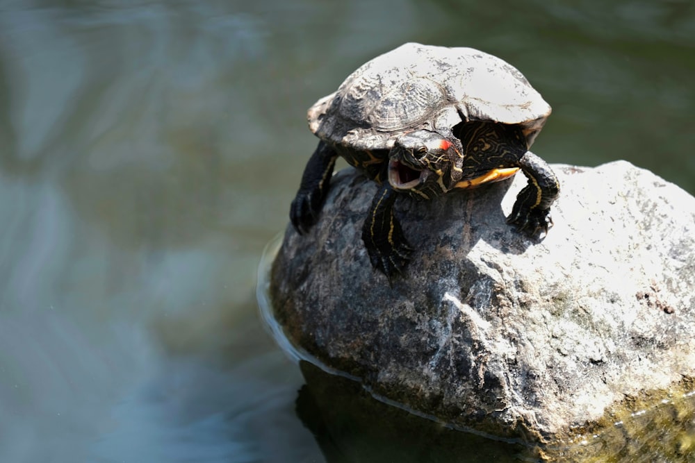 a turtle on a rock