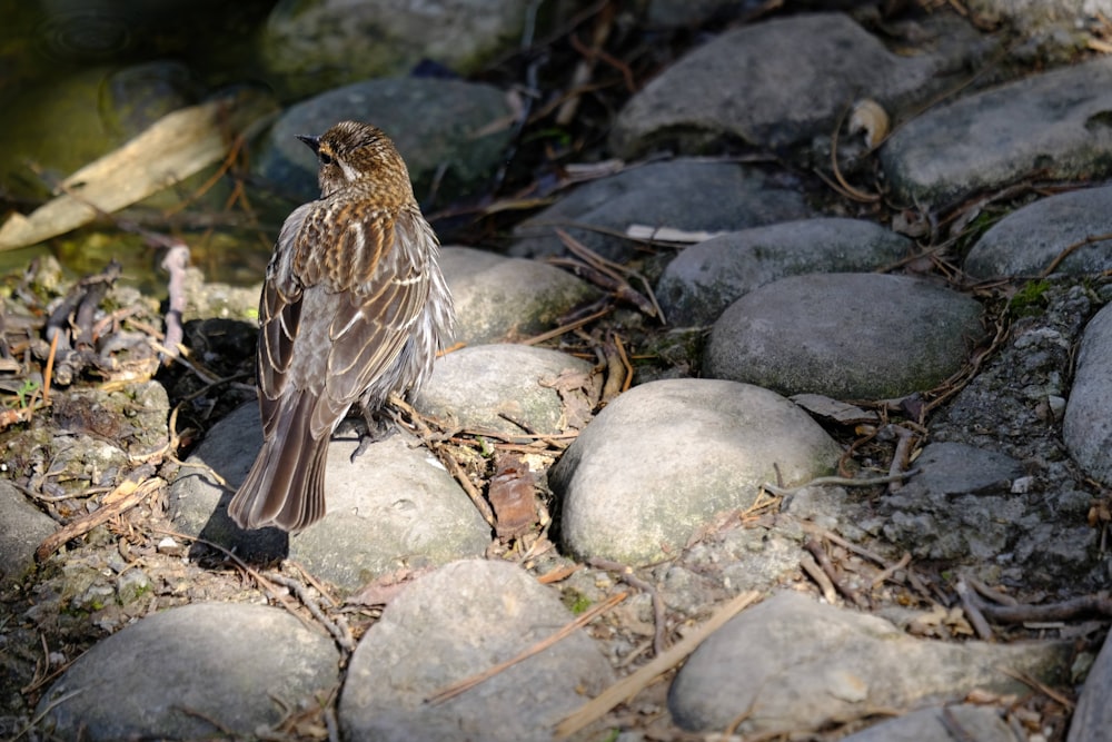 two birds on rocks