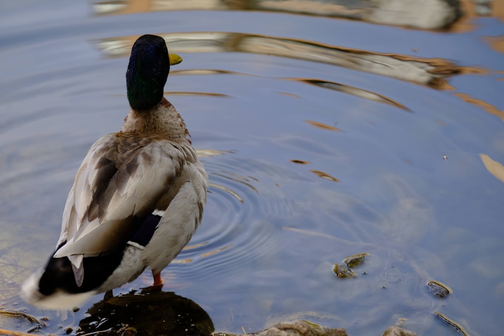 a duck standing on a rock in the water