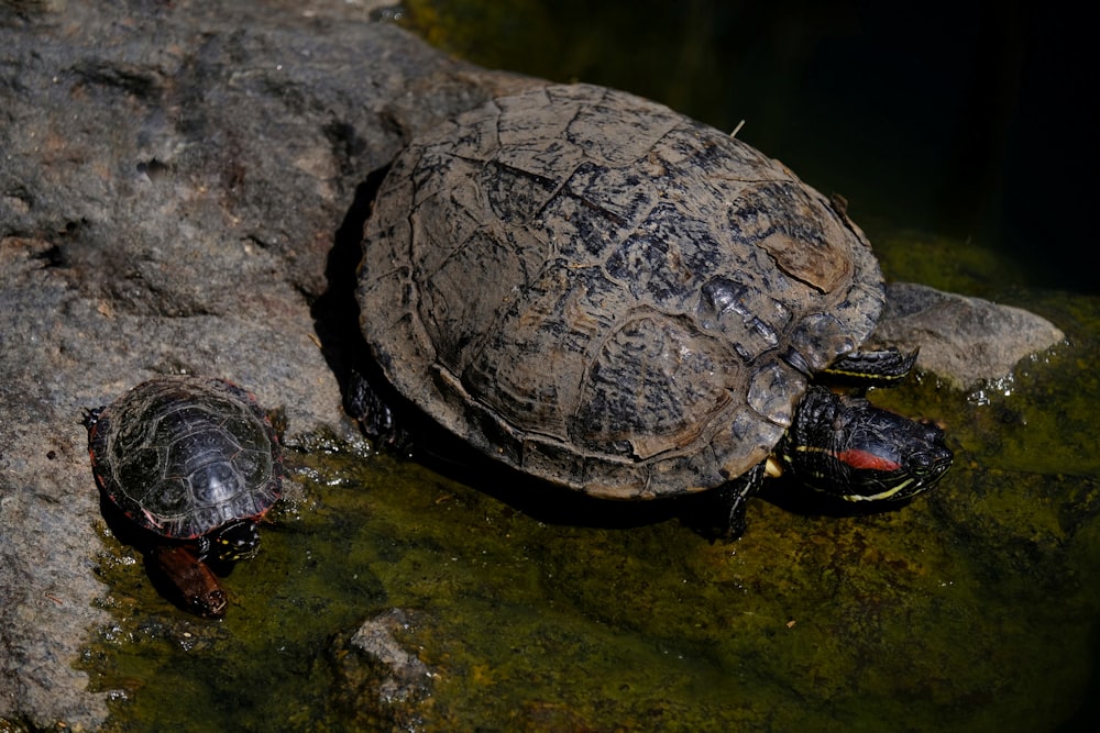 a group of turtles on a rock