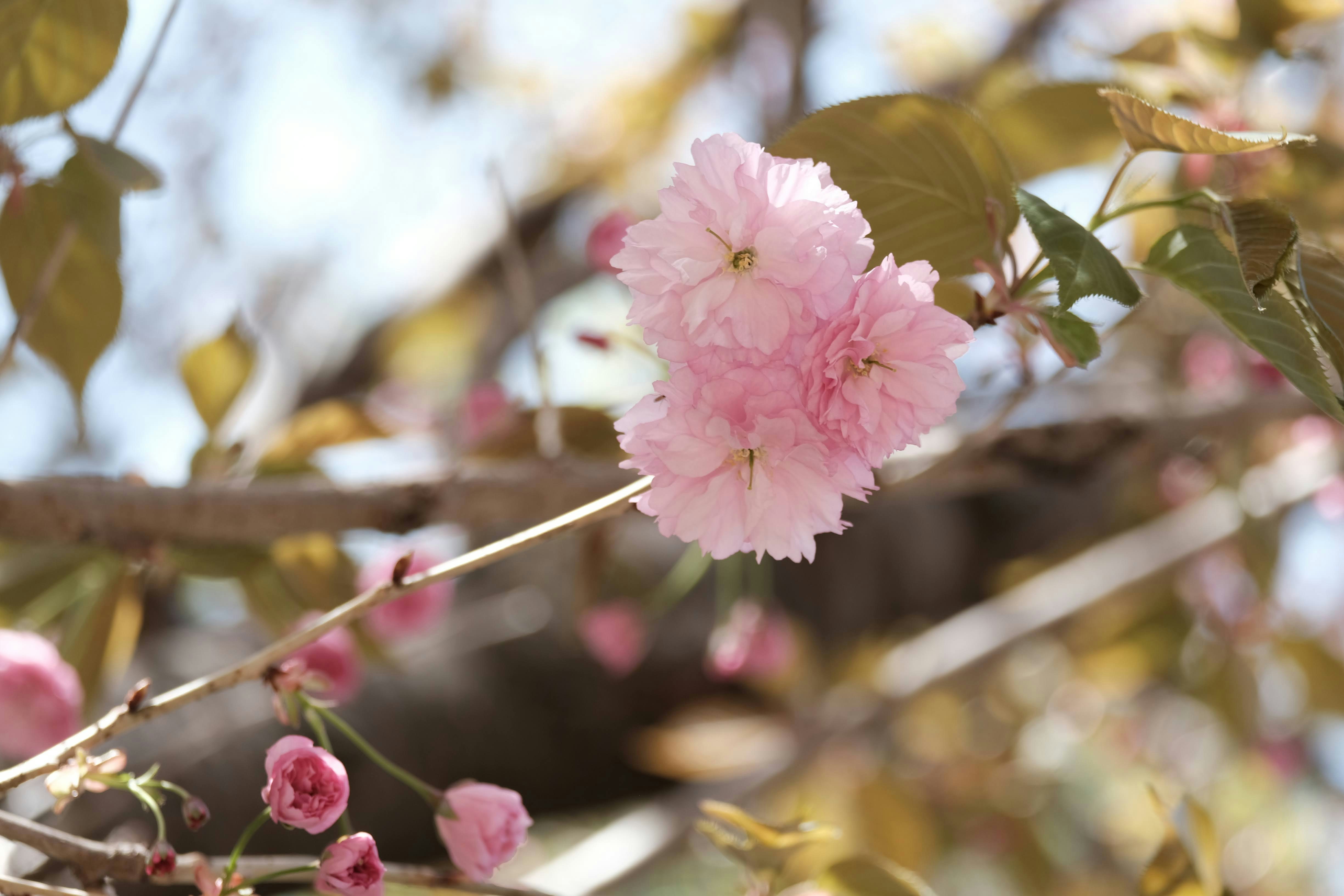 a close up of some flowers