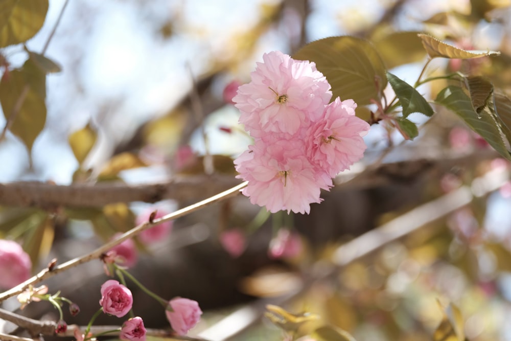 a close up of some flowers