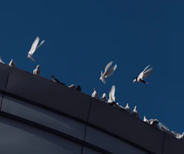 A group of white doves soaring upward, symbolizing hope and peace.