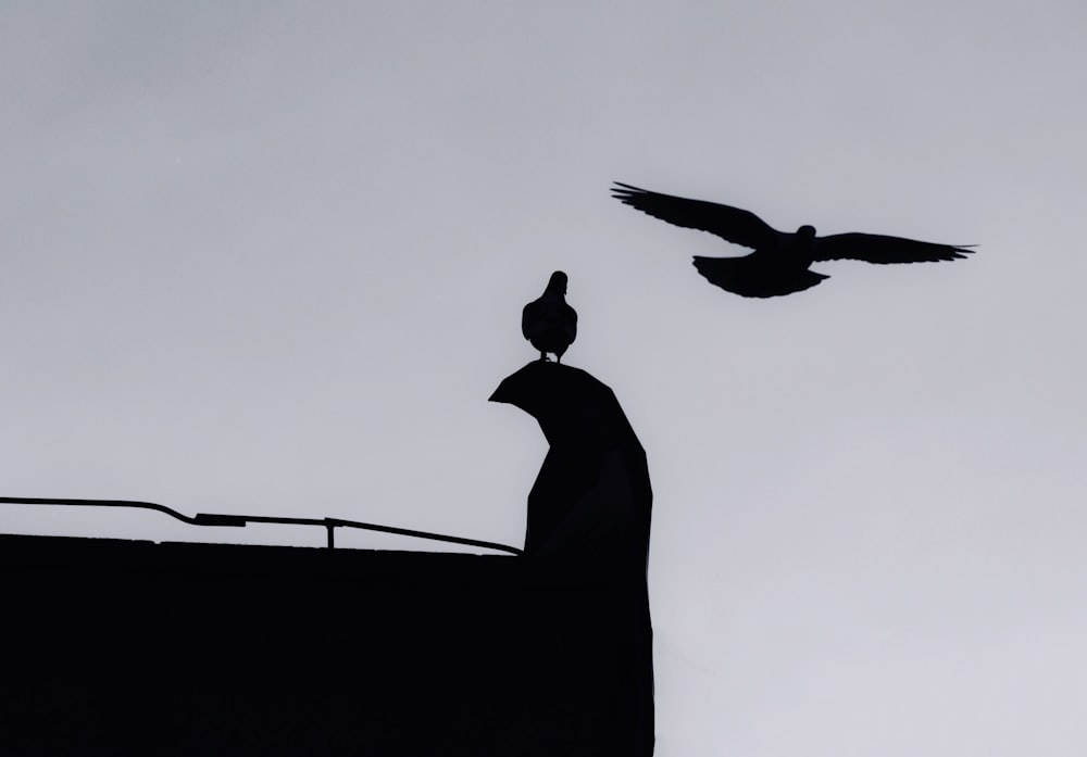 a bird flying over a person