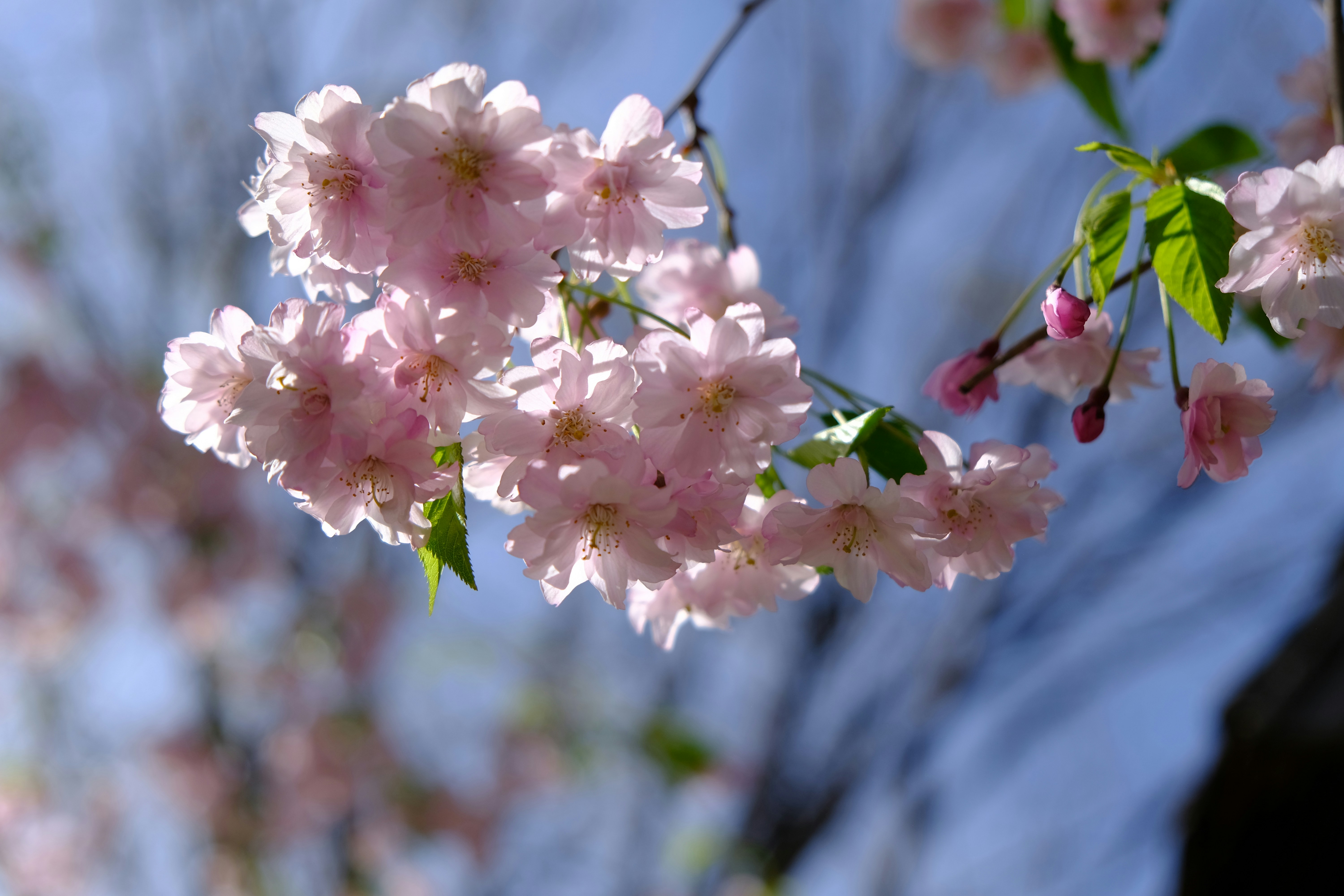a close up of flowers