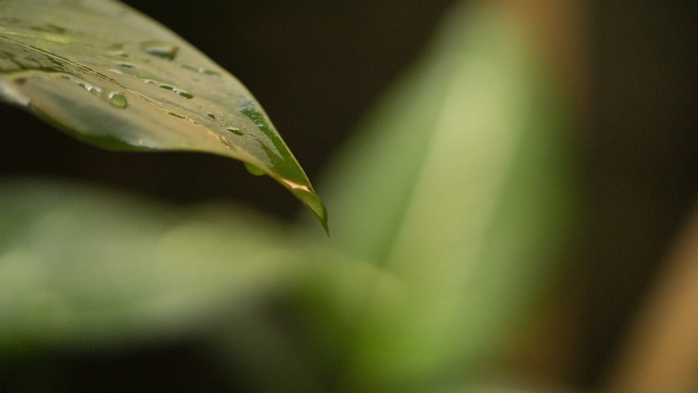um close up de uma folha