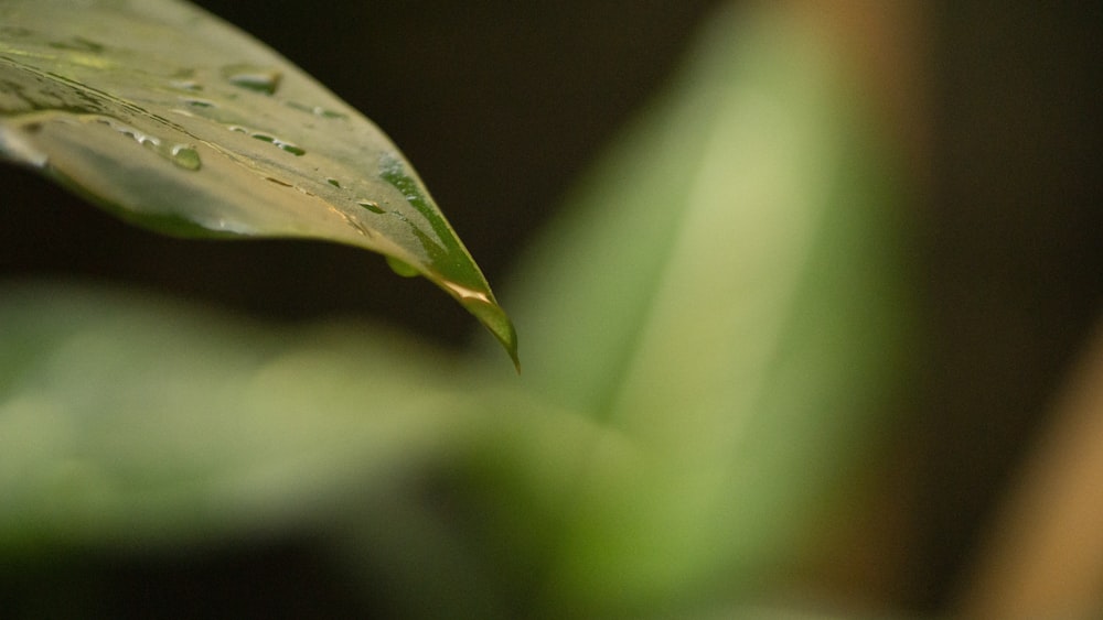 a close up of a leaf