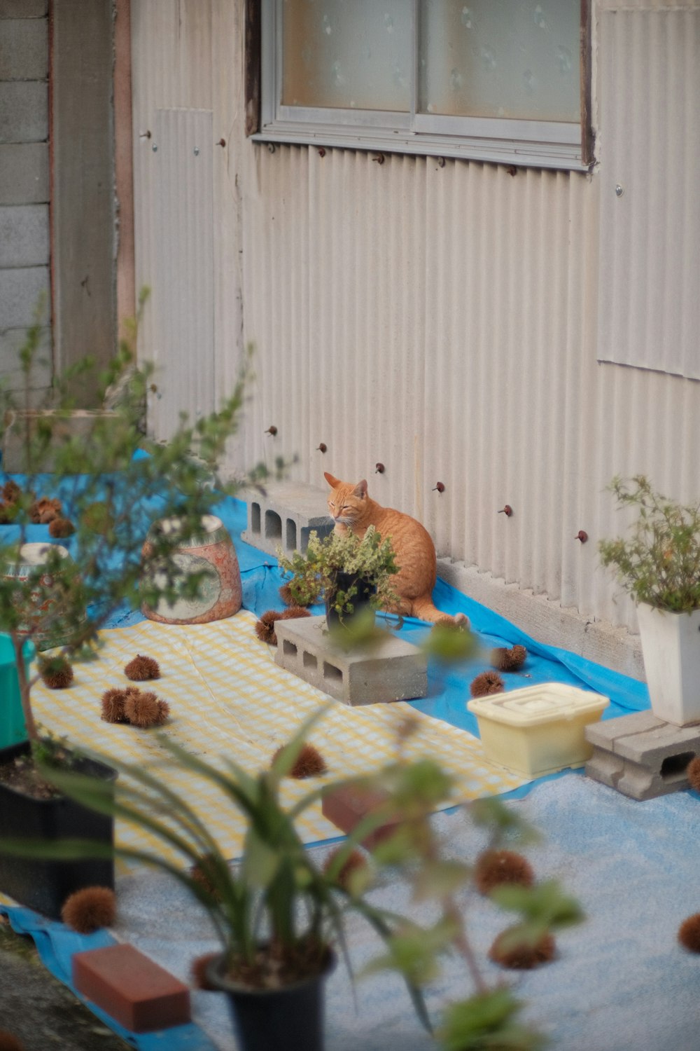 a cat sitting on a ledge