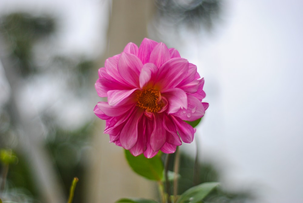 a pink flower with green leaves