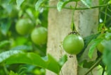 A close-up view of unripe green passion fruits hanging from a vine. The fruits are round with a smooth surface and are surrounded by vibrant green leaves. The setting appears to be a garden or an outdoor area with natural lighting.