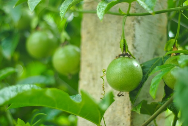 A close-up view of unripe green passion fruits hanging from a vine. The fruits are round with a smooth surface and are surrounded by vibrant green leaves. The setting appears to be a garden or an outdoor area with natural lighting.