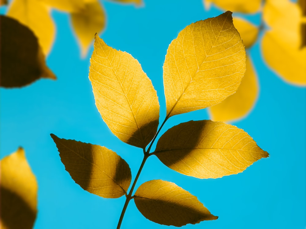 a group of yellow leaves