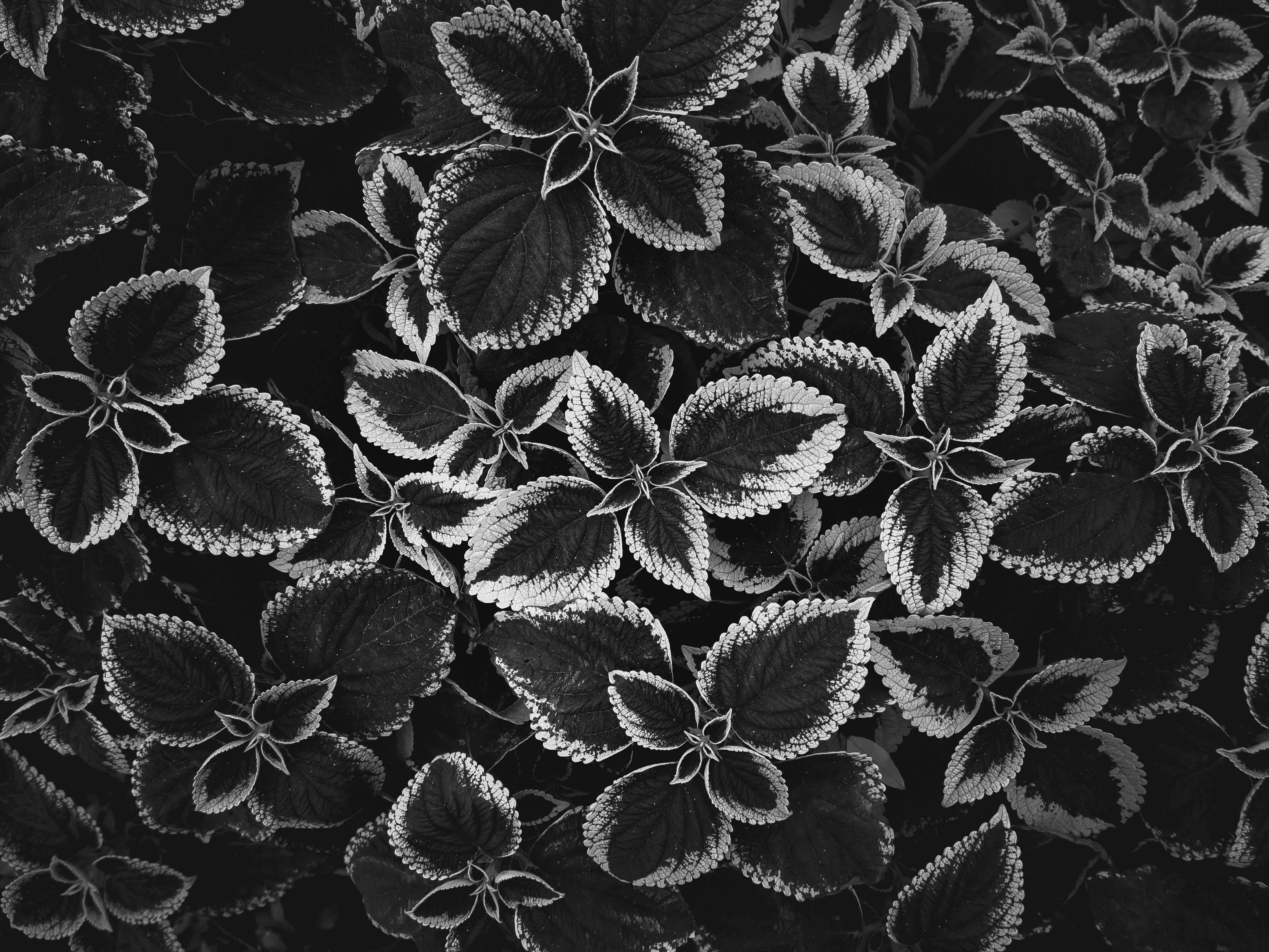 Field Guide: Portable Conversion Calculators & Showcase Integrations for Market Vendors (2026)