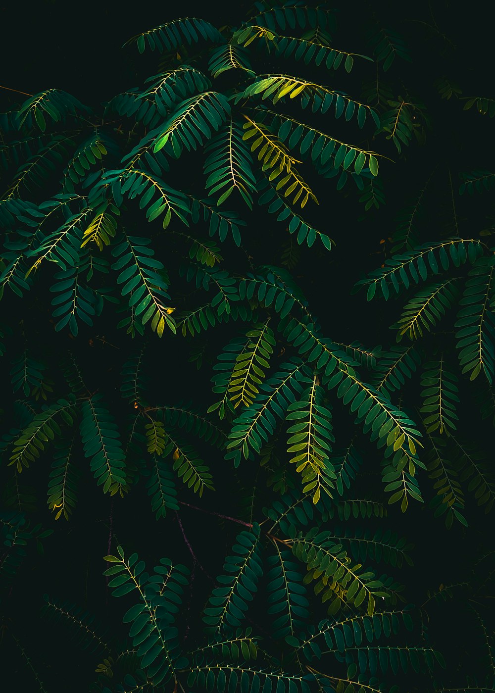 a close-up of a tree