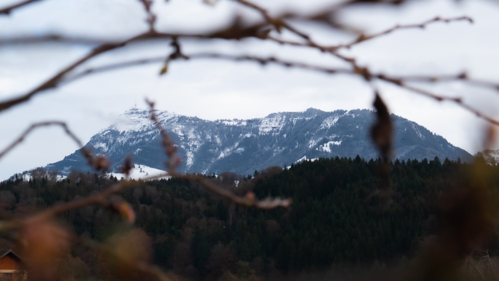 Un ramo d'albero con una montagna sullo sfondo