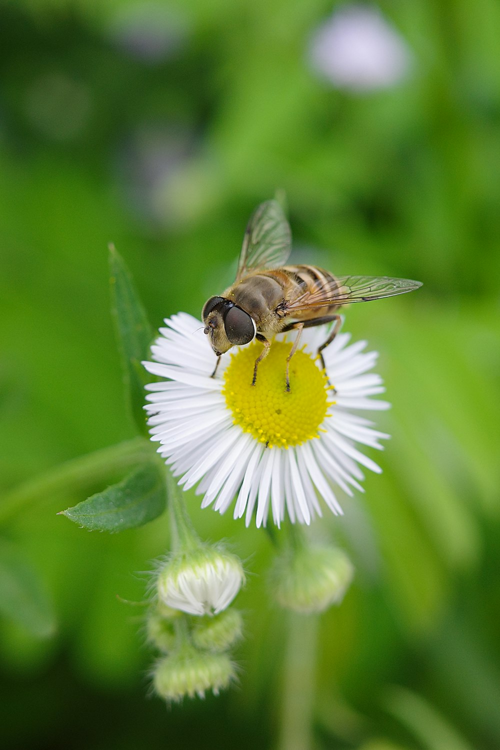 Une abeille sur une fleur