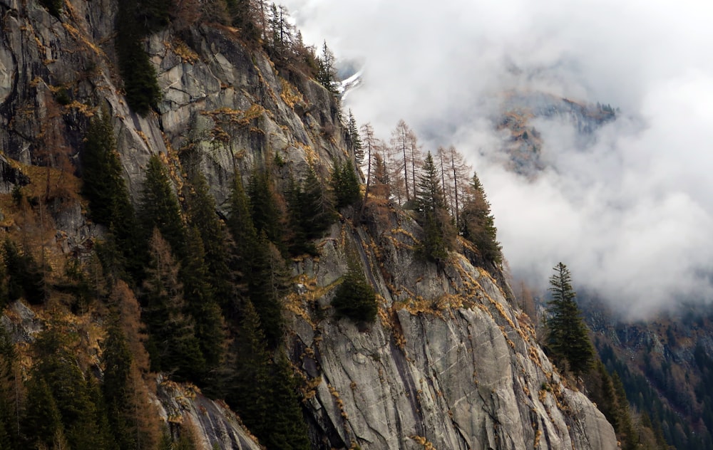 a rocky cliff with trees on it