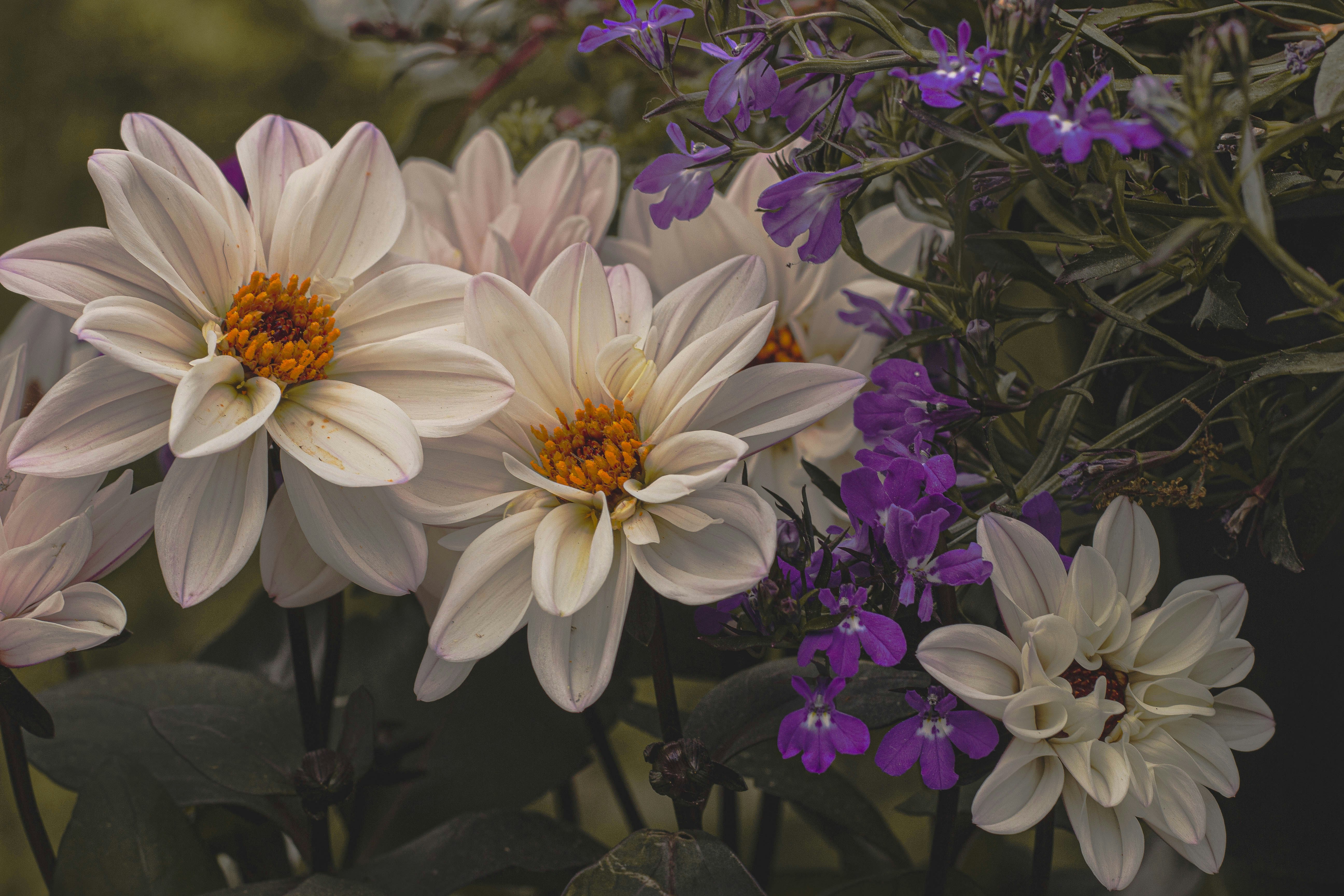 un groupe de fleurs