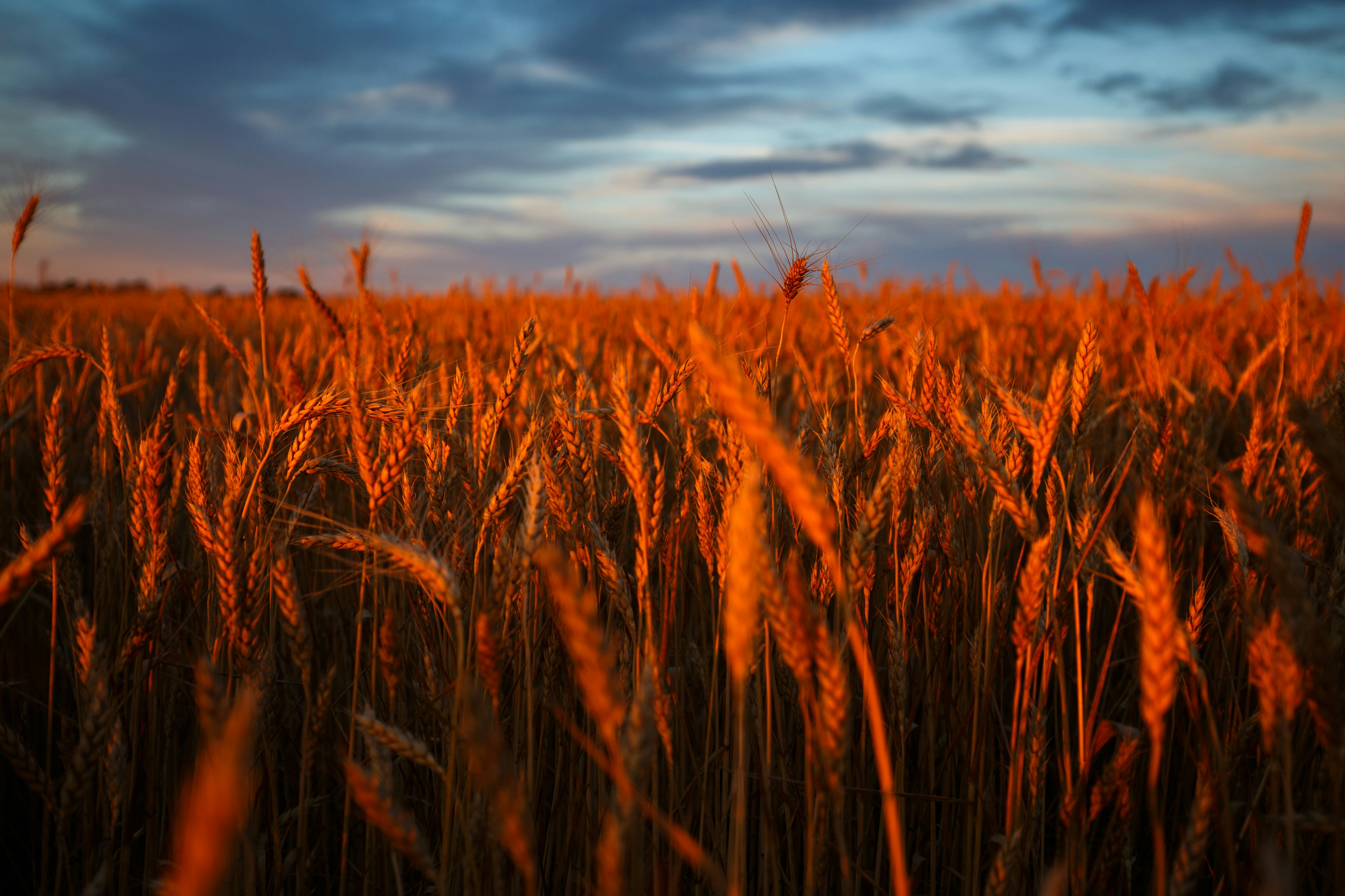 photo of wheat