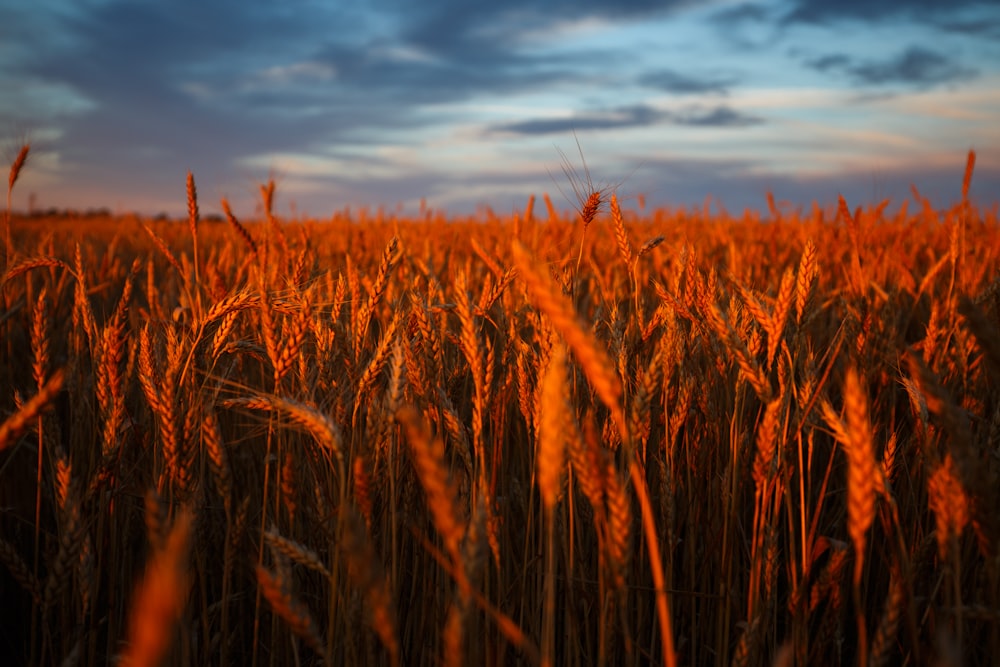 a field of wheat